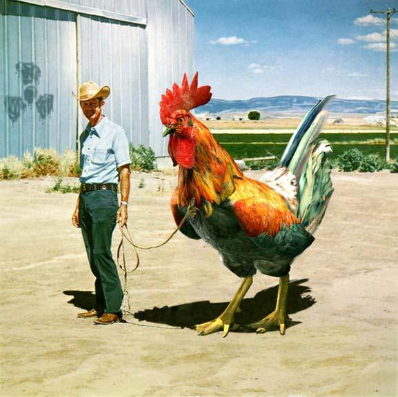 Ayam