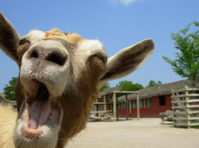Kambing