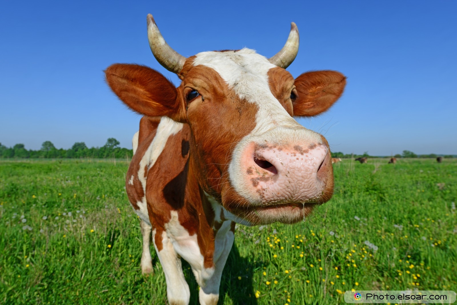 Sapi